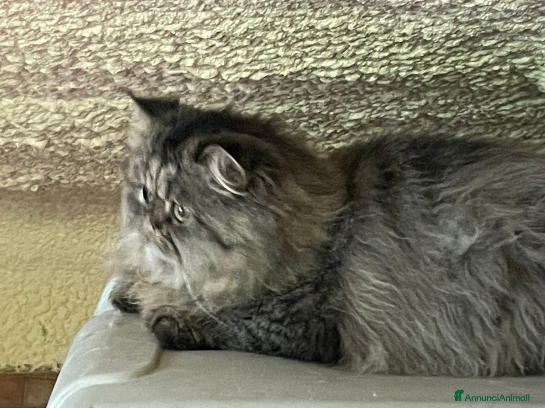 Persiano gatti in vendita: gatto persiano tabby con pedigree - Annuncio 6