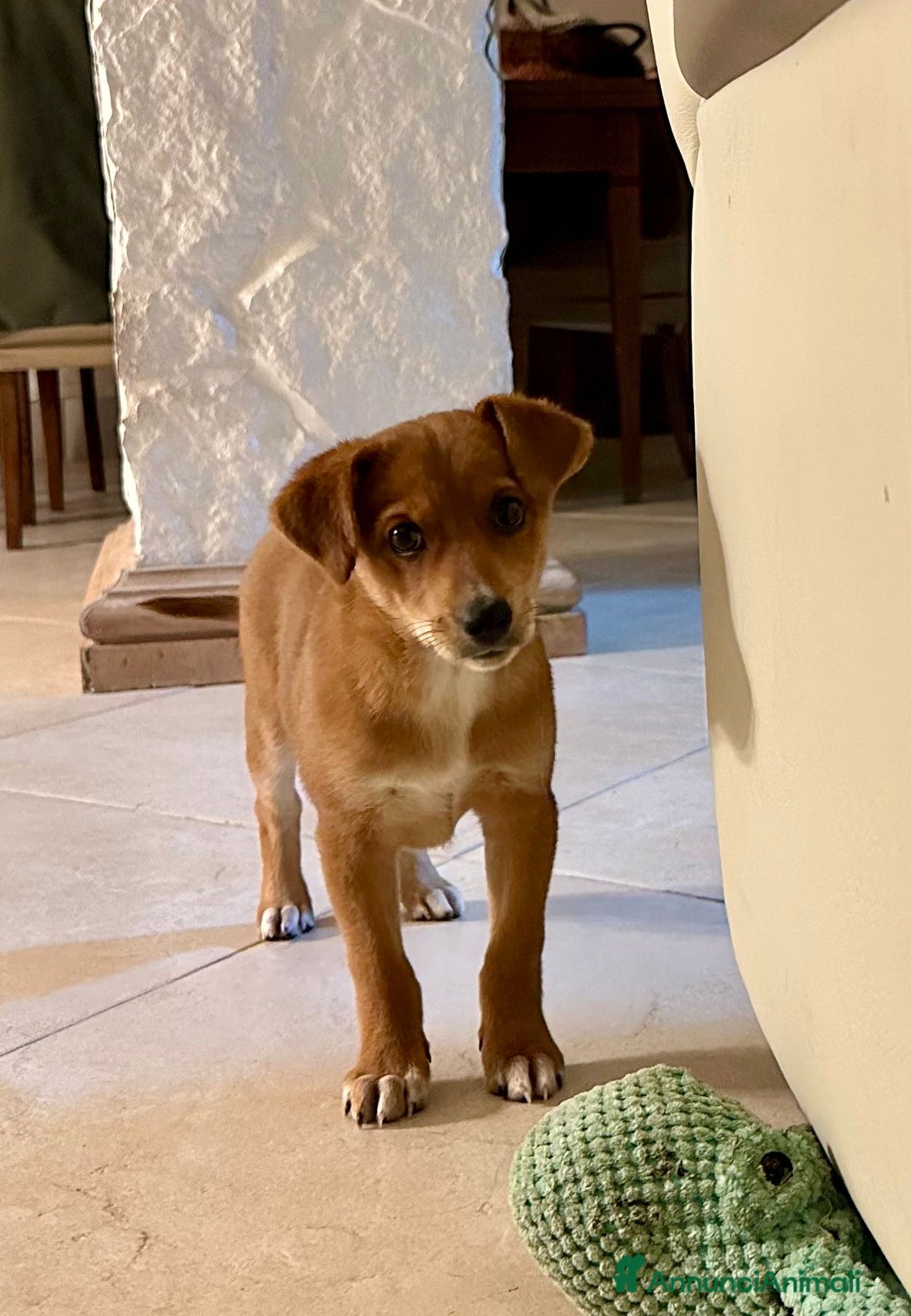 Meticcio cani in regalo: ORNELLA 🩷 -cucciola, dolcezza fatta a cagnolina😍 - Annuncio 6