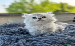 Persiano gatti in vendita: Gattini persiani Chinchilla e Himalayani  a Provincia di Ravenna - Immagine 17