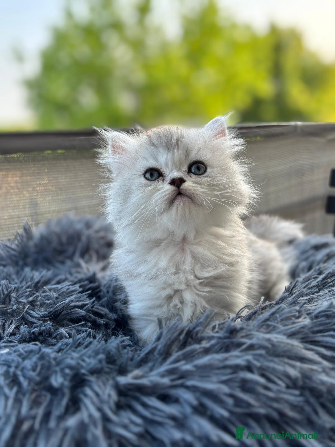 Persiano gatti in vendita: Gattini persiani Chinchilla e Himalayani  a Provincia di Ravenna - Immagine 17