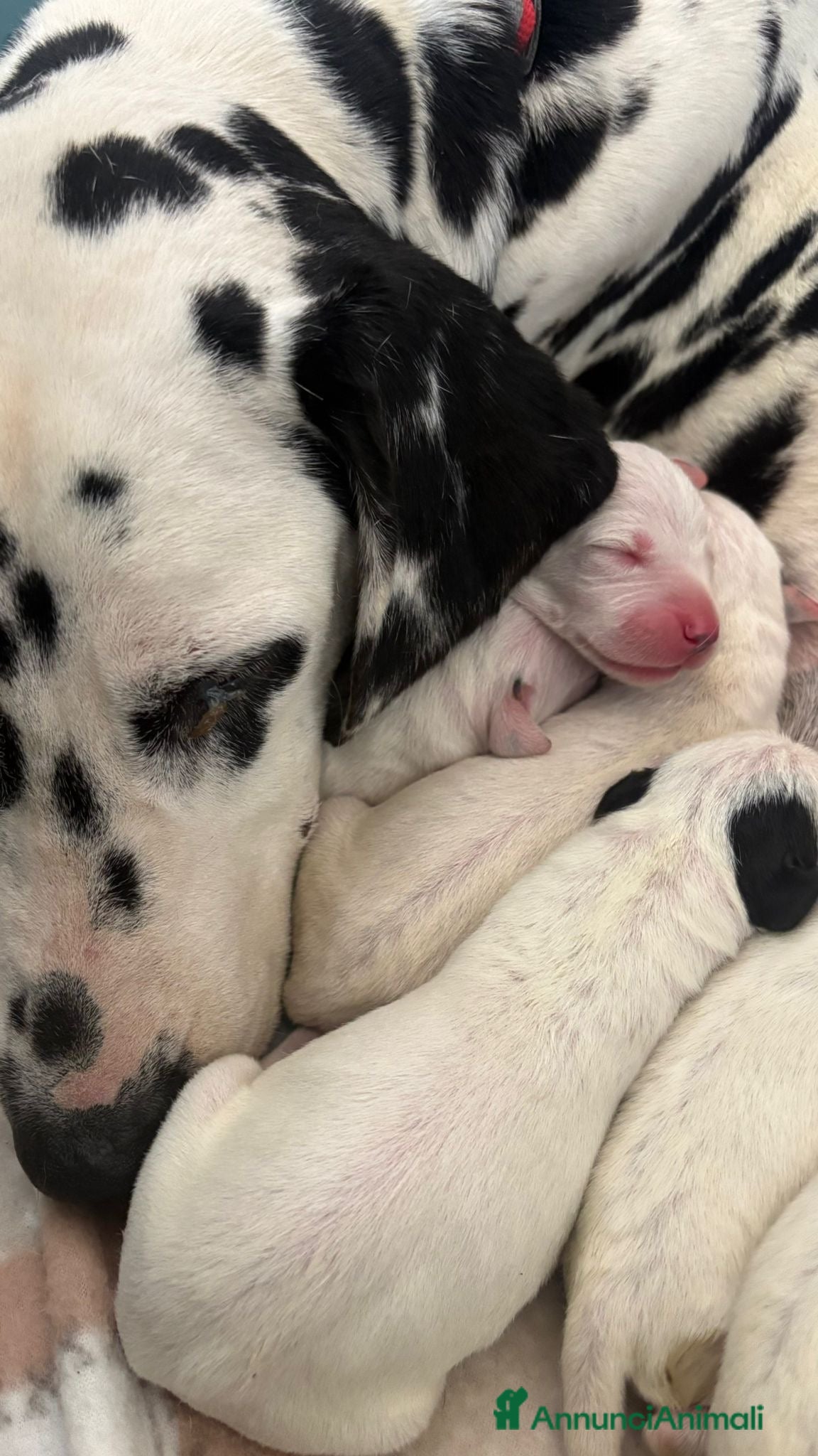 Dalmata cani Cuccioli di dalmata - Annuncio 1