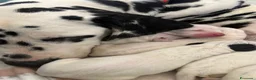 Dalmata cani in vendita: Cuccioli di dalmata a Provincia di Campobasso - Annuncio 1