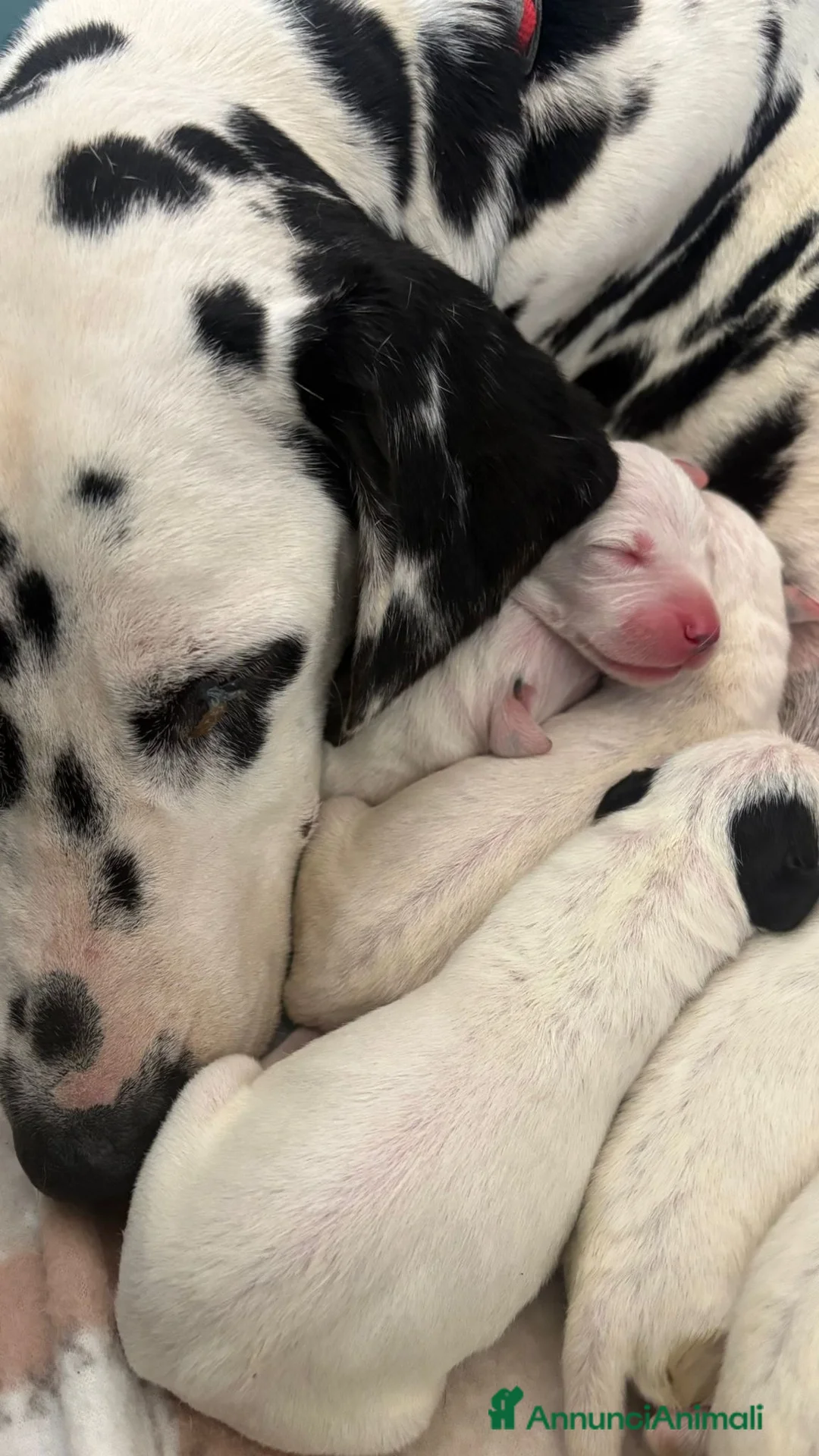 Dalmata cani in vendita: Cuccioli di dalmata a Provincia di Campobasso - Annuncio 1