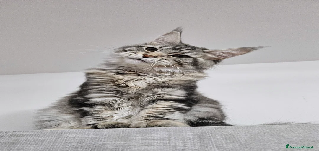 Immagine della galleria {{count}}