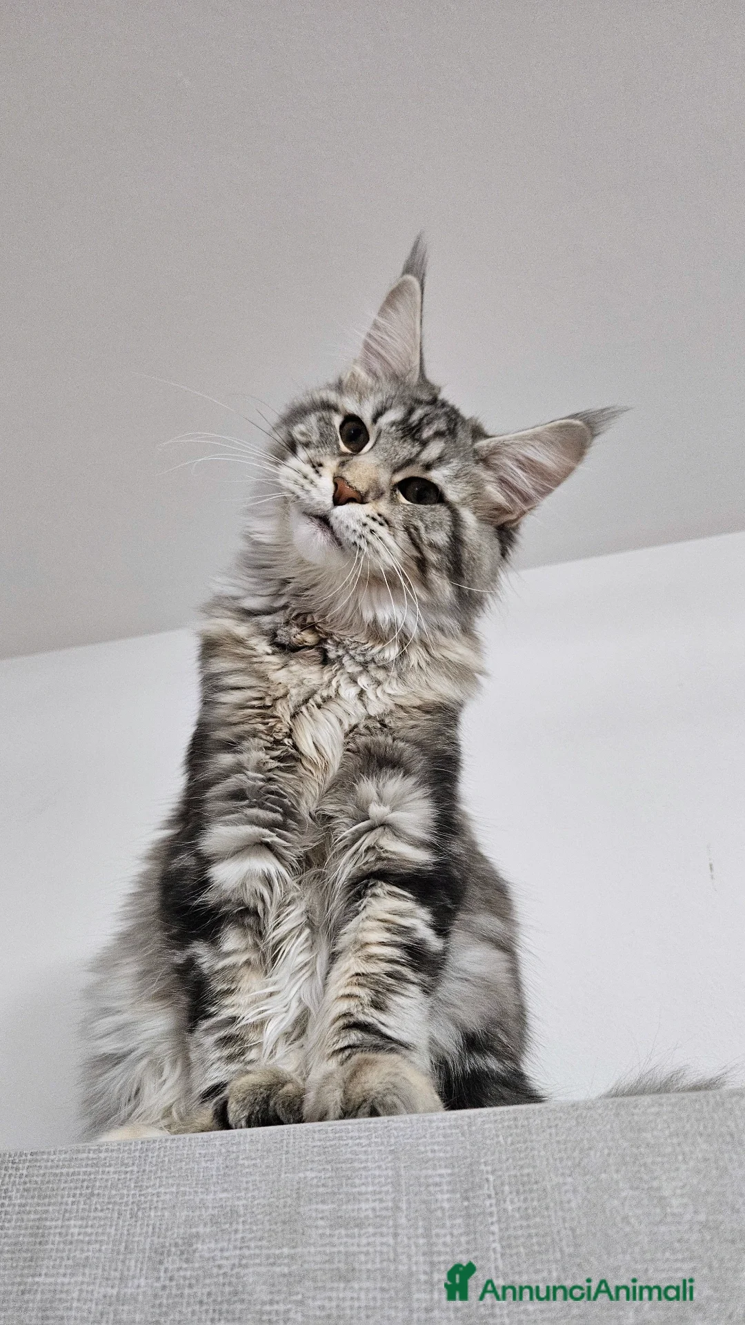 Immagine della galleria {{count}}