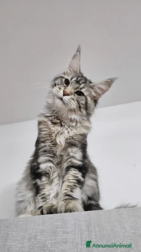 Immagine della galleria {{count}}