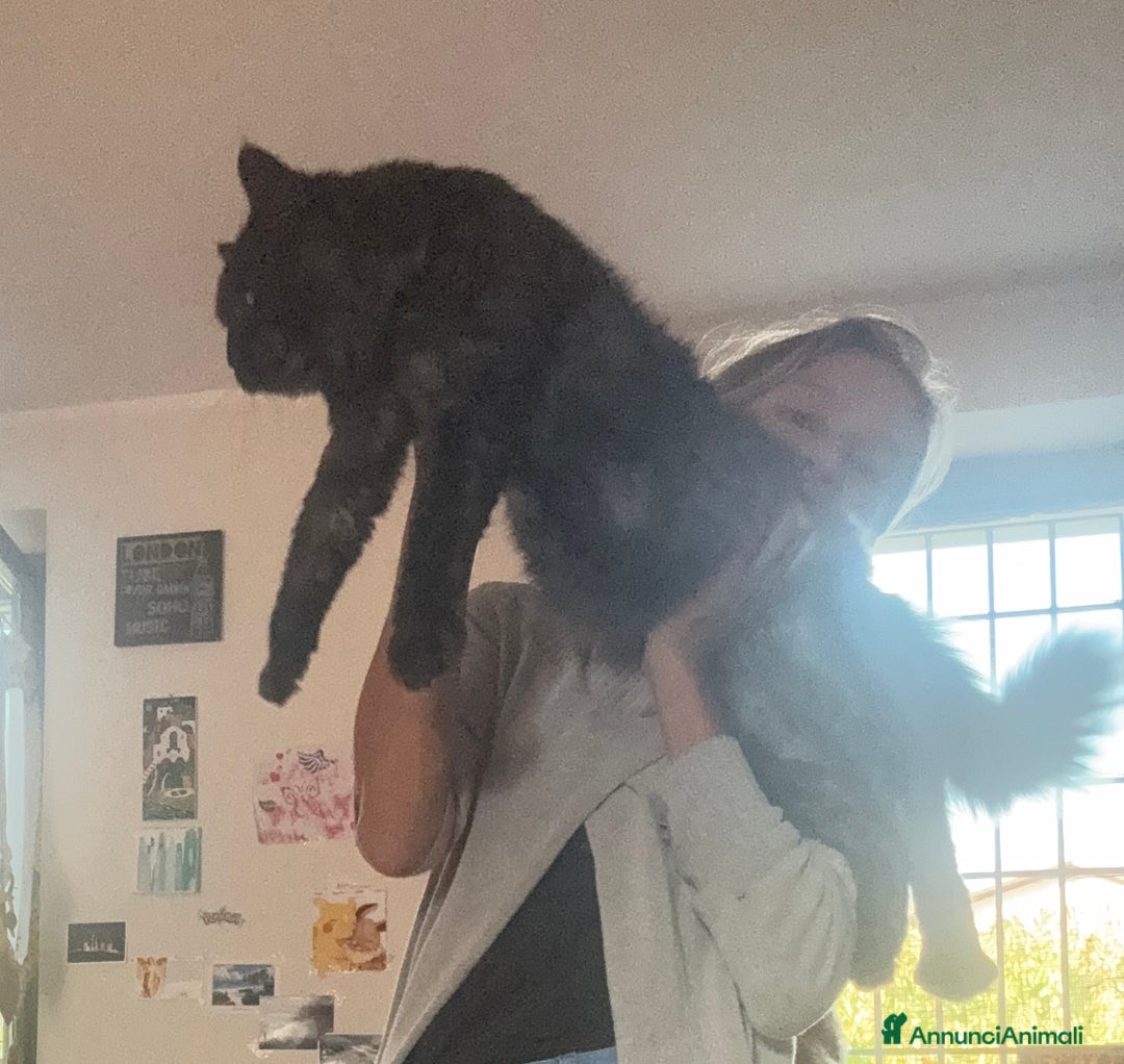 Maine Coon gatti per accoppiamento: Stallone Black smoke Maine Coon Per accopiamento a Provincia di Brescia - Annuncio 9