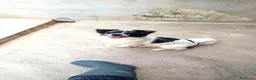 Meticcio cani in regalo: Lillo piccola taglia coccolone a Città Metropolitana di Bologna - Annuncio 4