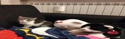 Altre razze gatti in regalo: Piccolo micetto di quasi due mesi cerca casa - Annuncio 5