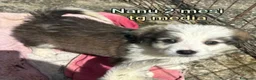 Meticcio cani in regalo: CUCCIOLI ABBANDONATI: EMERGENZA  a Città metropolitana di Milano - Annuncio 3