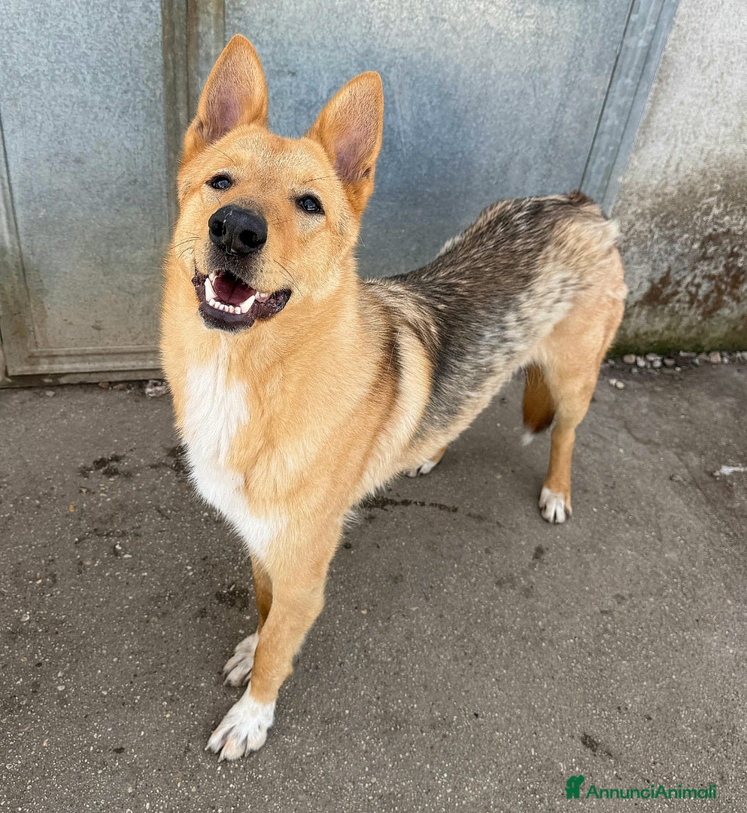 Meticcio cani Loris 1 anno mix pastore tedesco  - Annuncio 31