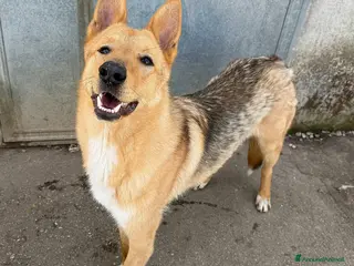 Meticcio cani Loris 1 anno mix pastore tedesco - Annuncio 31