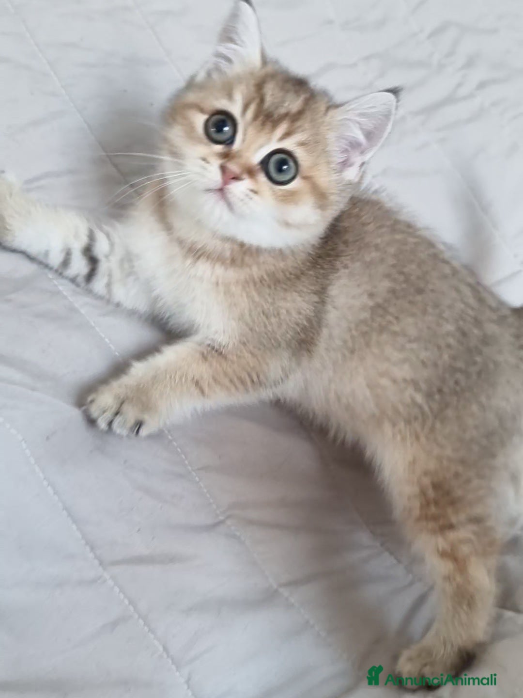 Scottish gatti in vendita: Scottish Straight con Pedigree  - Annuncio 8
