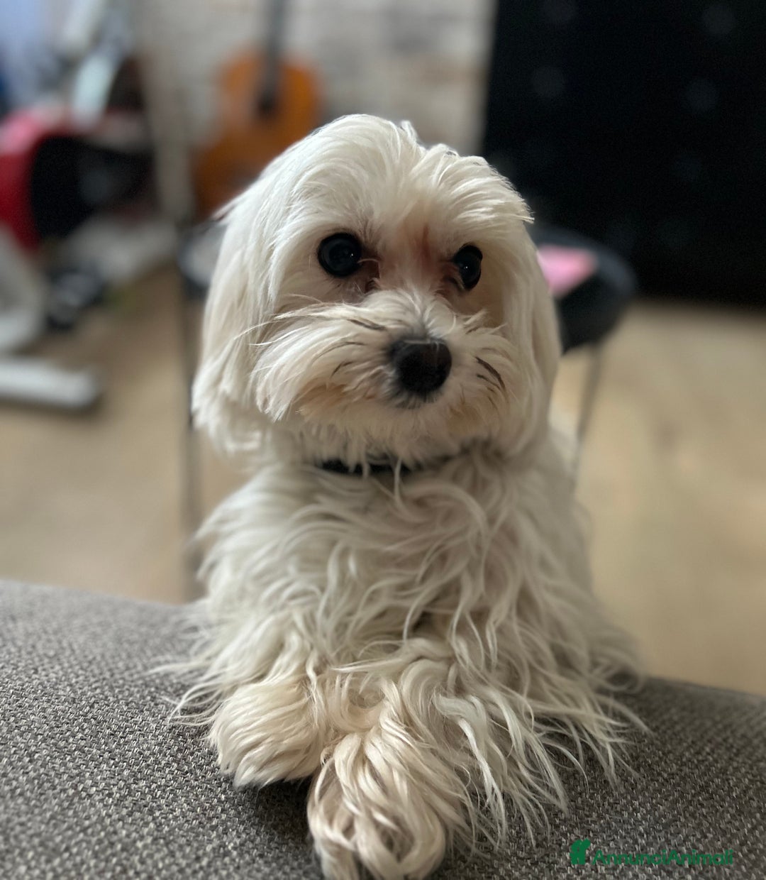 Maltese cani in vendita: Cuccioli Maltesi: Piccoli Tesori in Cerca di Casa - Annuncio 15