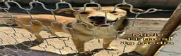 Meticcio cani in regalo: CUCCIOLI BISOGNOSI: URGENTE! a Città Metropolitana di Torino - Annuncio 9