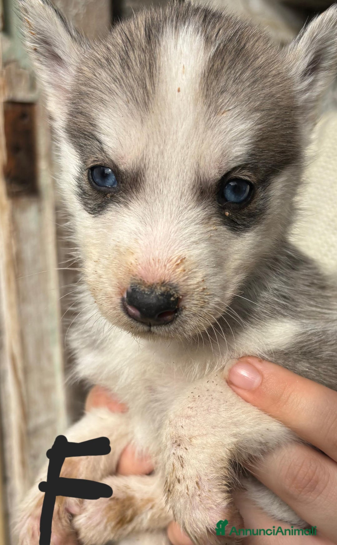 Husky cani in vendita: Cucciollata di husky siberian  - Annuncio 7
