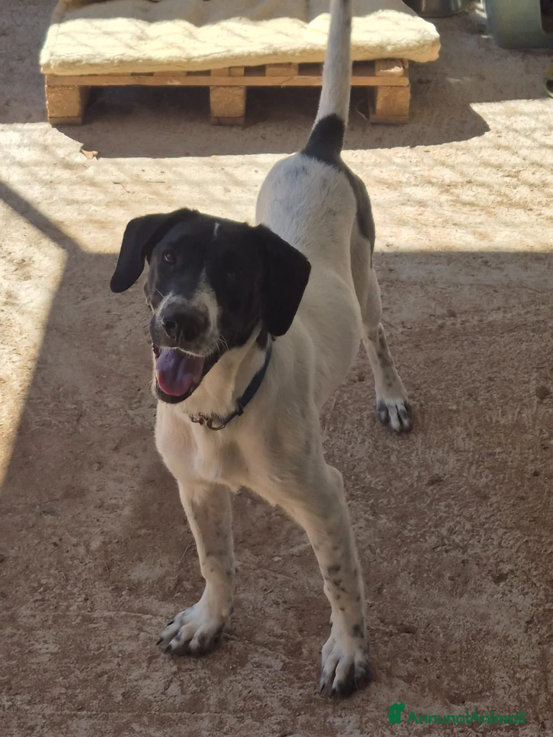 Meticcio cani in regalo: MAYA,ADATTA A TUTTI, NESSUNO CHIAMA PER LEI!!! - Annuncio 7