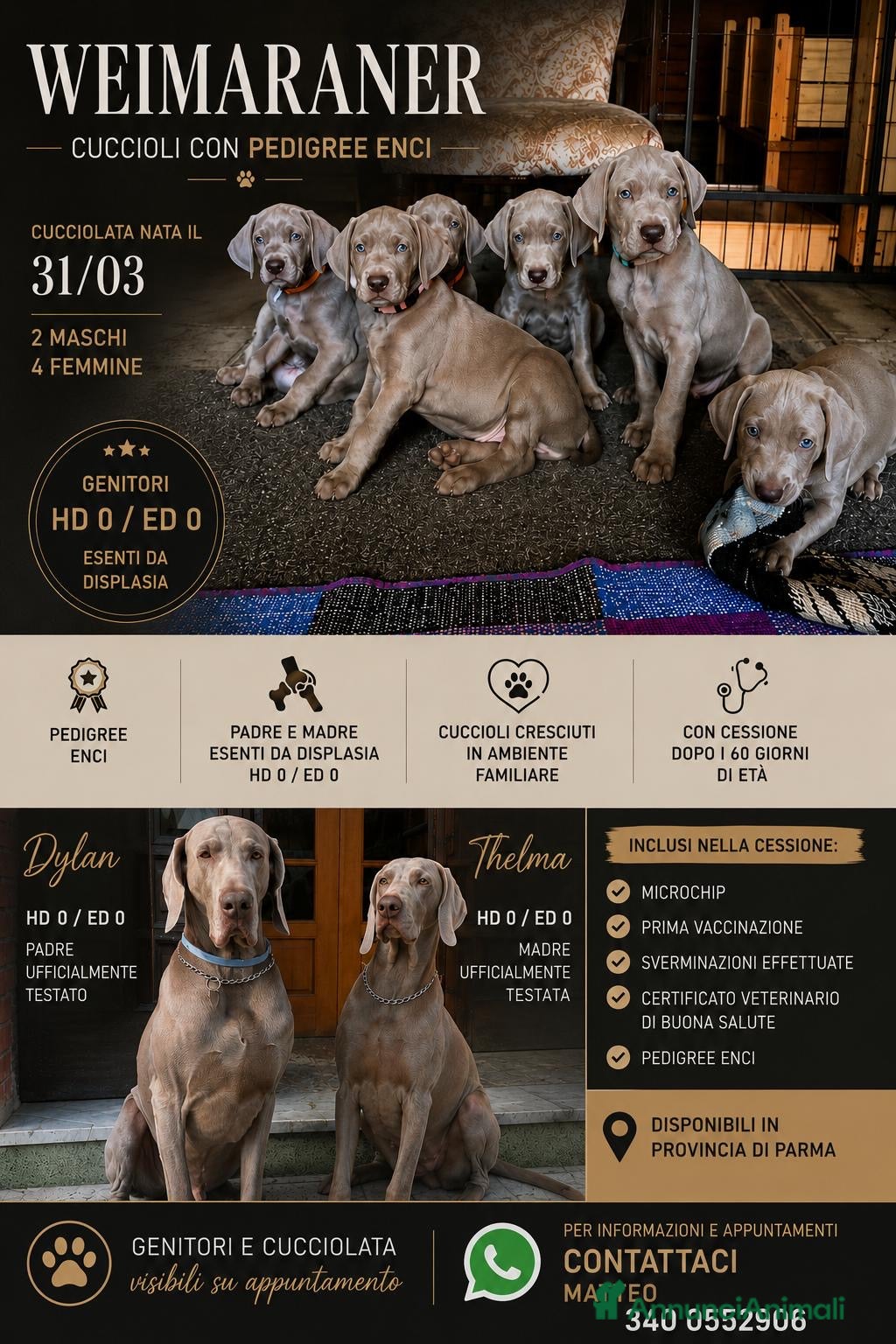 Weimaraner cani  CUCCIOLI DISPONIBILI di Weimaranner  - Annuncio 1