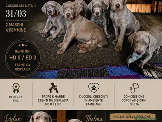 Weimaraner cani CUCCIOLI DISPONIBILI di Weimaranner - Annuncio 11