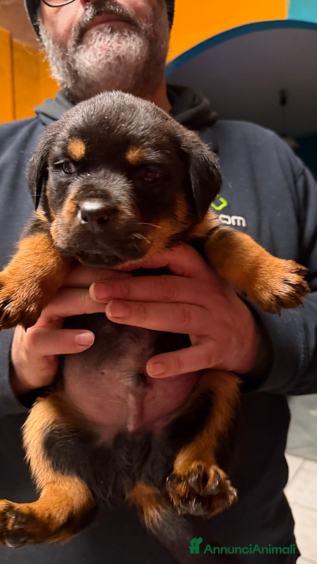 Rottweiler cani in vendita: Rottweiler  - Annuncio 3