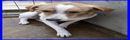 Meticcio cani in regalo: ROSE dolce triste patatina! - Annuncio 5