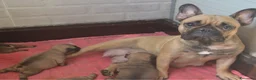 Bulldog Francese cani in vendita: Cucciolo Bulldog Francese Cuccioli Italiani a Provincia di Modena - Annuncio 12