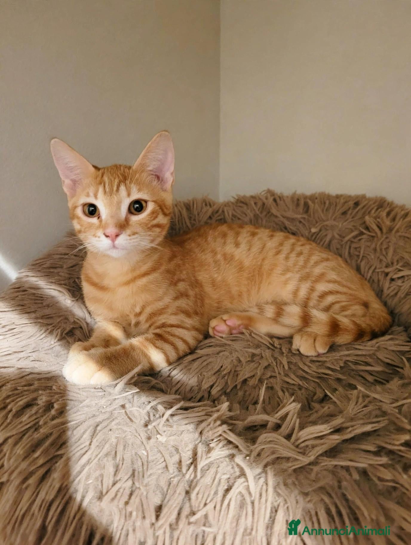 Meticcio gatti Cremino dolce cucciolo - Annuncio 13