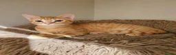 Meticcio gatti in regalo: Cremino dolce cucciolo - Annuncio 1