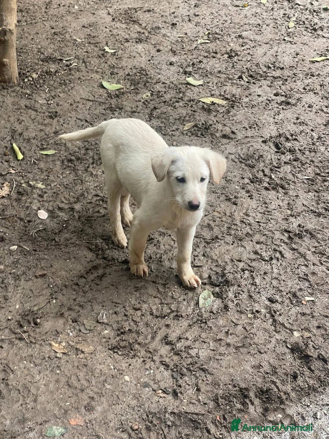 Meticcio cani in regalo: Stella e Kira cucciole tenerissime - Annuncio 4