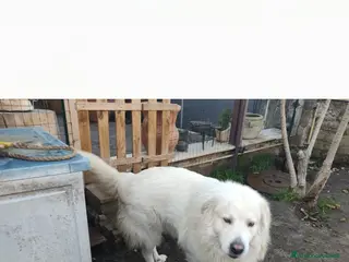 Pastore Maremmano cani Pastore maremmano - Annuncio 11