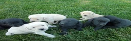 Labrador cani in vendita: Cuccioli di Labrador  - Annuncio 2