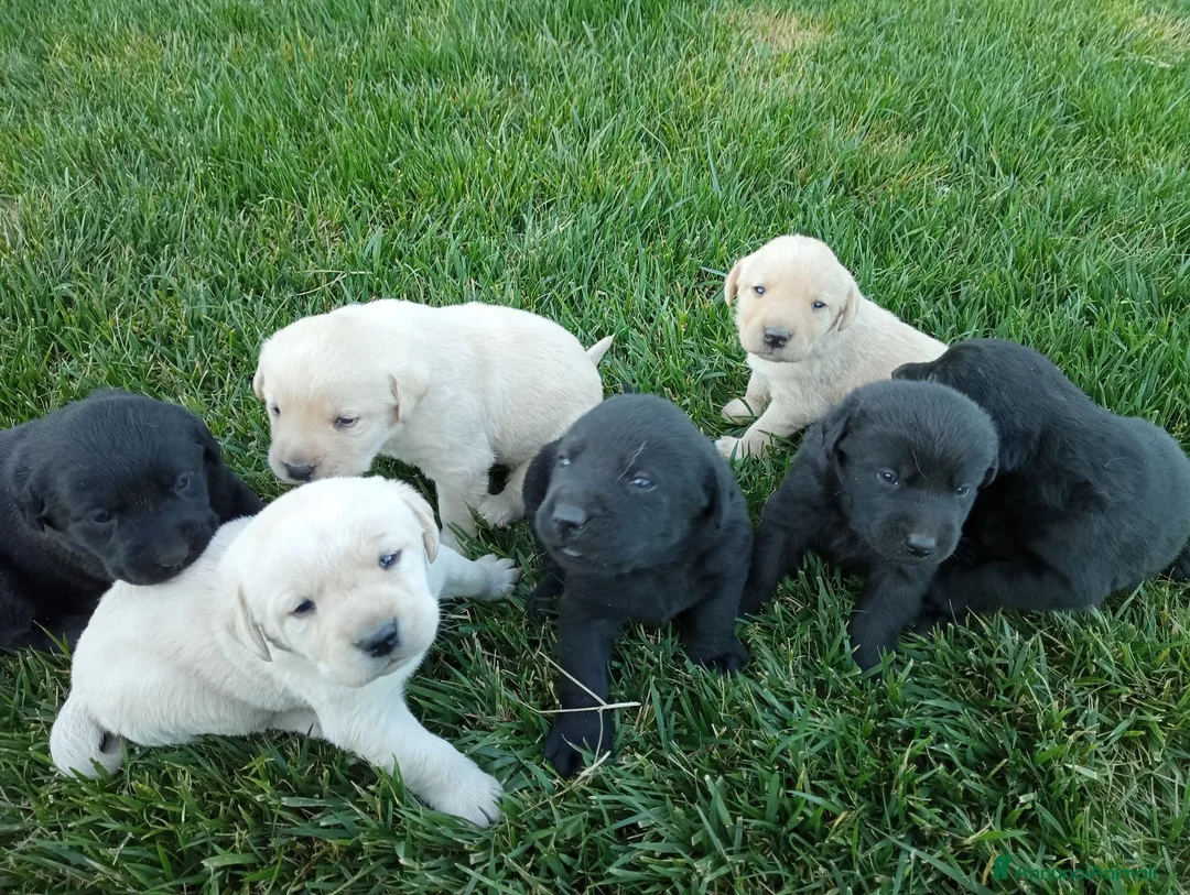Labrador cani in vendita: Cuccioli di Labrador  - Annuncio 2