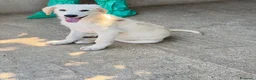 Meticcio cani in regalo: Dino  a Provincia di Parma - Annuncio 1