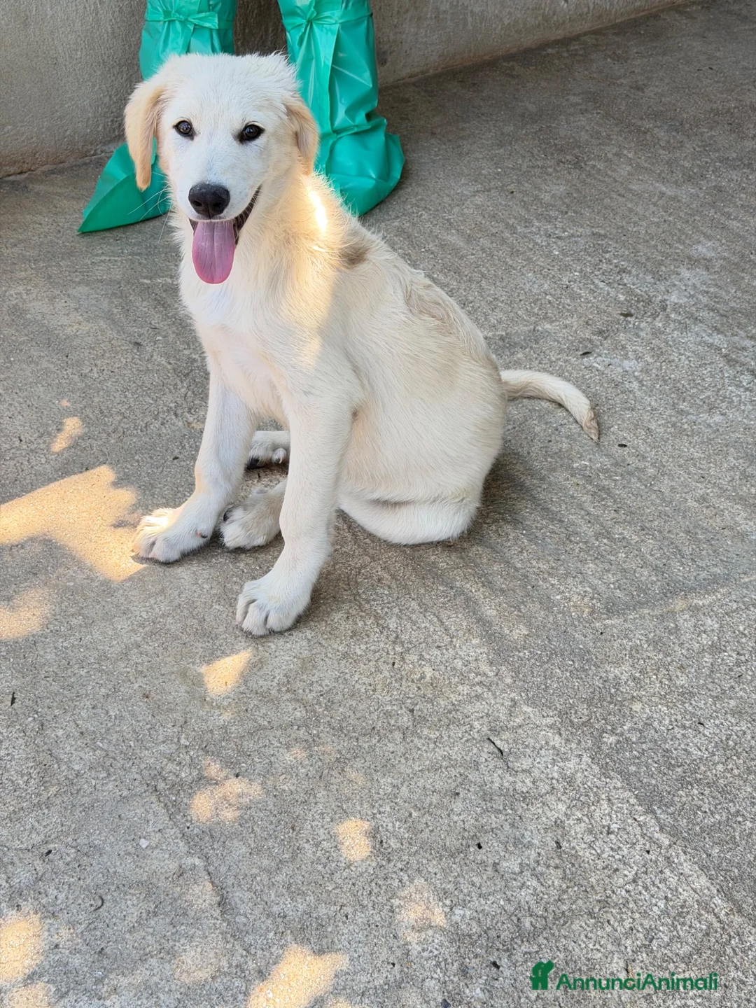 Meticcio cani in regalo: Dino  a Provincia di Parma - Annuncio 1