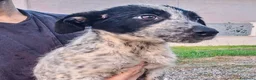 Meticcio cani in regalo: GIULIA 🩷  DOLCEZZA A QUATTRO ZAMPE 😍 a Provincia di Ferrara - Annuncio 4