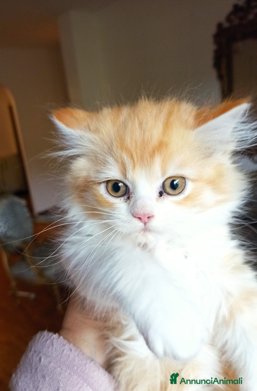 Persiano gatti in vendita: Gattini persiani normotipo  - Annuncio 4