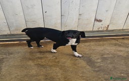 Meticcio cani in regalo: Beatrice: cucciolotta taglia contenuta socievole  a Città Metropolitana di Genova - Immagine 24