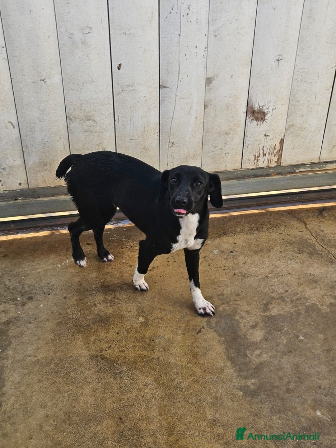 Meticcio cani in regalo: Beatrice: cucciolotta taglia contenuta socievole  a Città Metropolitana di Genova - Immagine 24