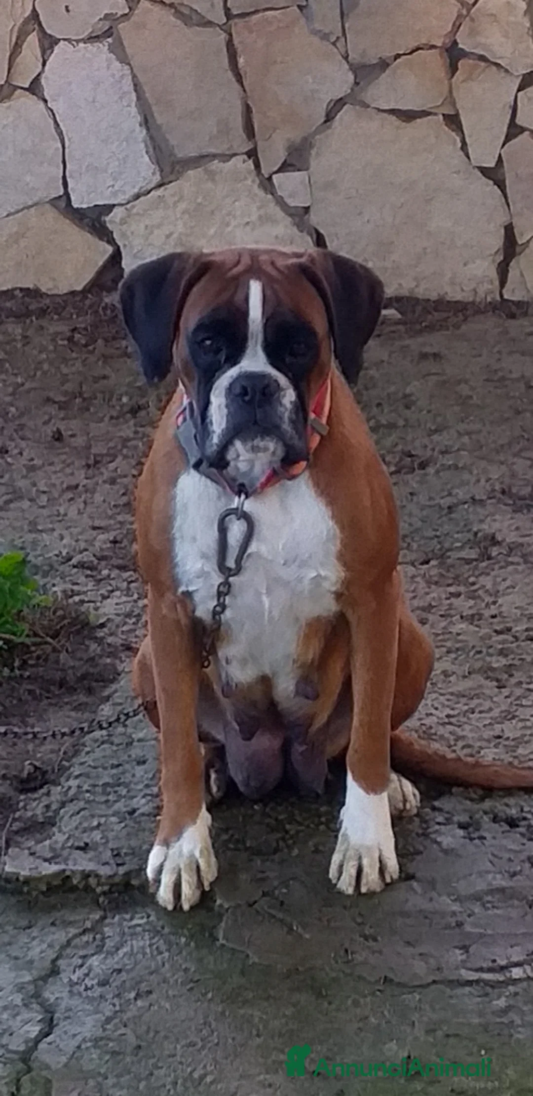 Boxer cani in vendita: Splendida Cucciola di Boxer - Annuncio 2