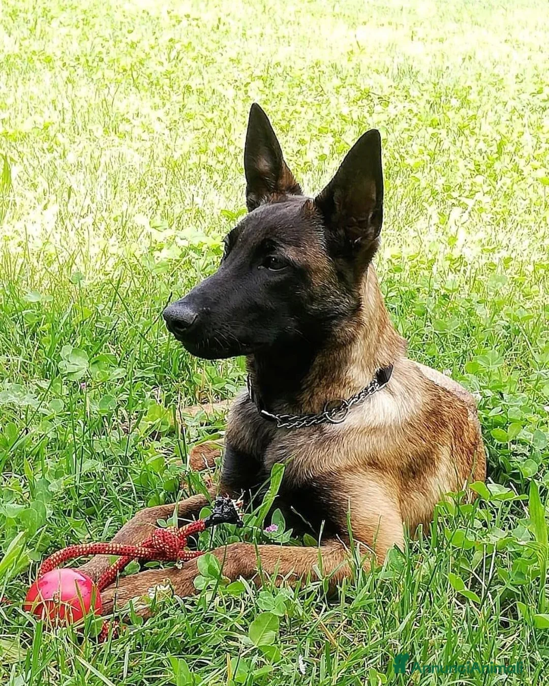 Immagine della galleria {{count}}