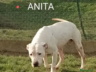 Dogo Argentino cani ANITA buona con le persone! - Annuncio 10