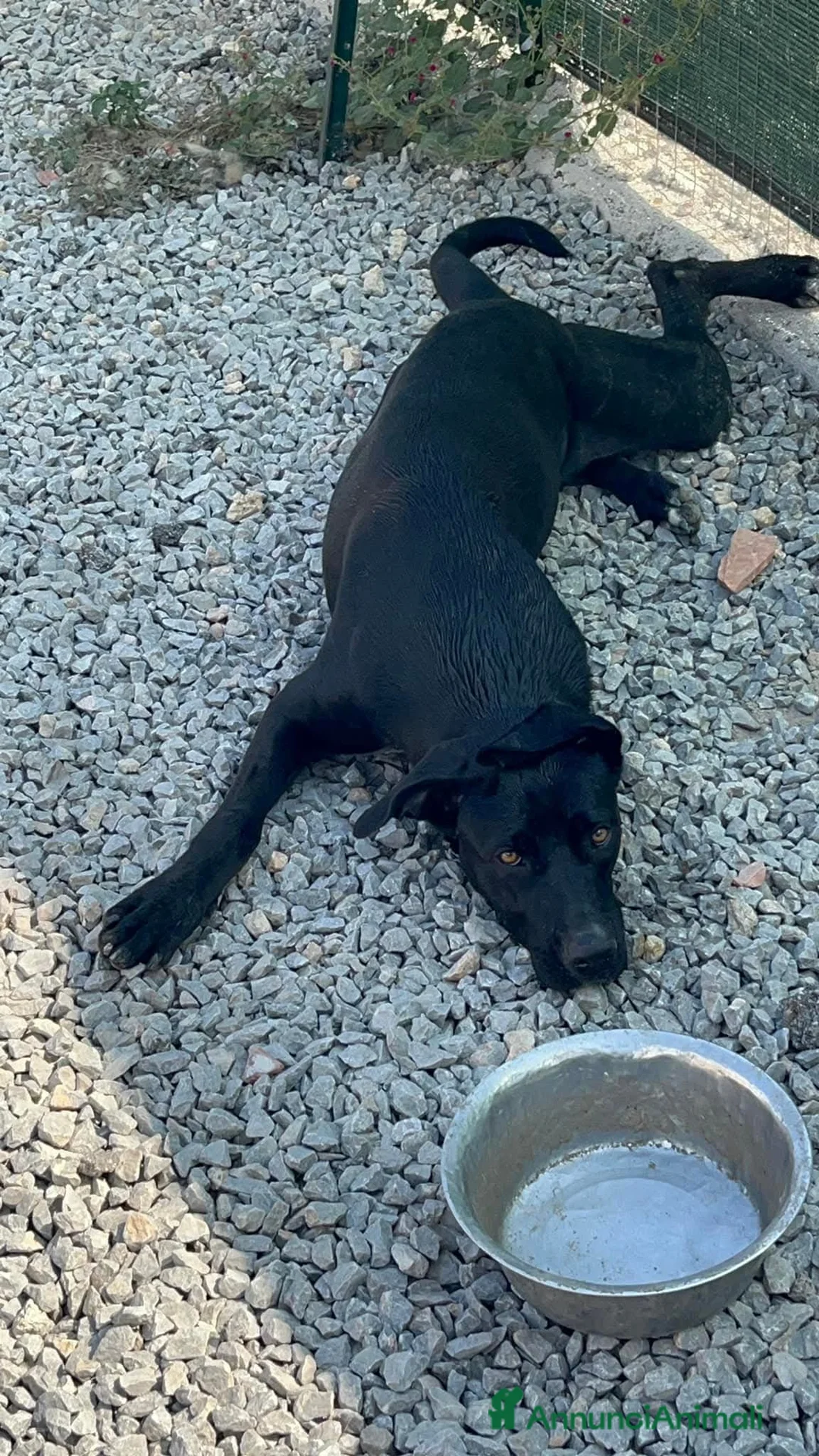 Meticcio cani in regalo: Un amore, dolcissima! bellissima! 3 anni 2 anni  - Annuncio 2
