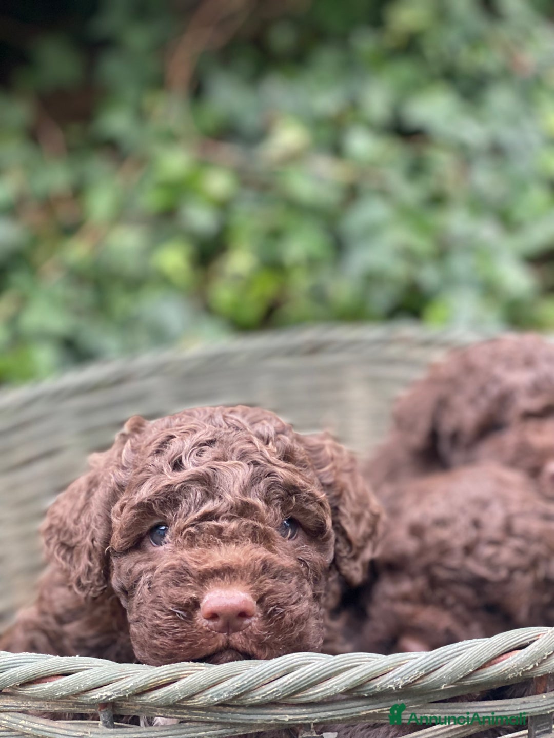 Lagotto cani in vendita: Cuccioli di lagotto disponibili  a Provincia di Asti - Immagine 8