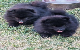 Spitz cani in vendita: Cuccioli Spitz tedesco piccolo ( kleispitz)  a Provincia di Cremona - Immagine 2