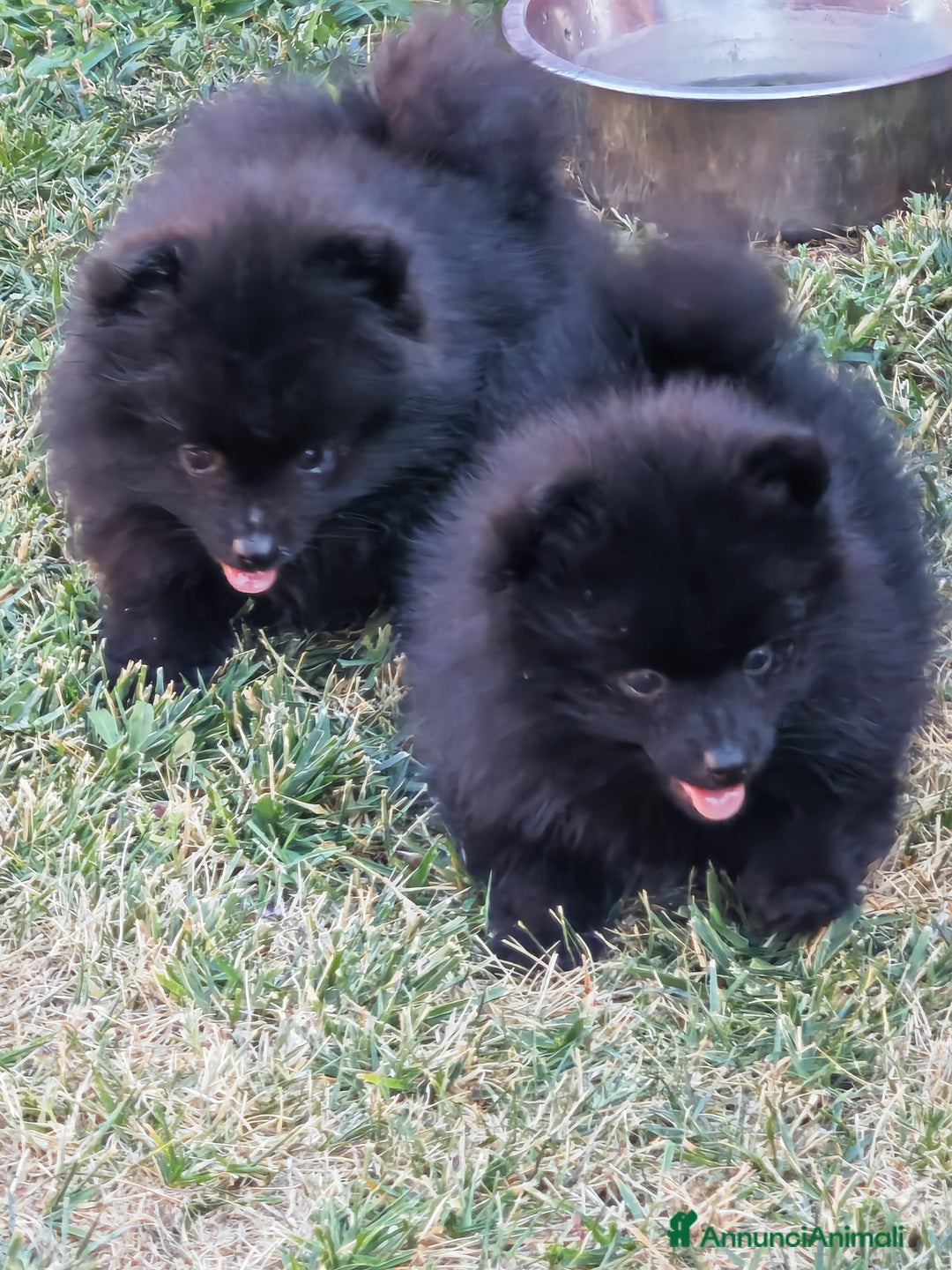 Spitz cani in vendita: Cuccioli Spitz tedesco piccolo ( kleispitz)  a Provincia di Cremona - Immagine 2
