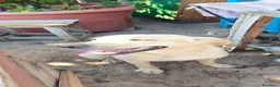 Meticcio cani in regalo: Dolcissimo, 17/18 chili, simil Labrador - Annuncio 2