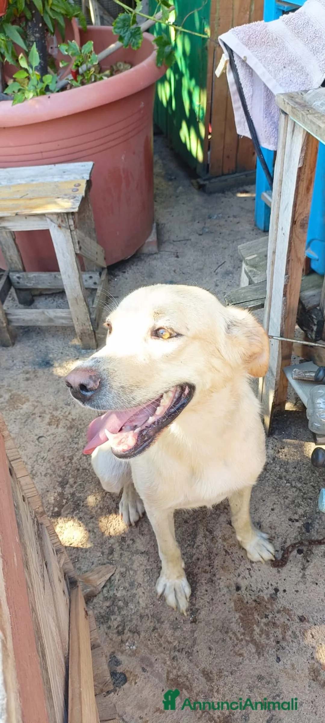 Meticcio cani in regalo: Dolcissimo, 17/18 chili, simil Labrador - Annuncio 2