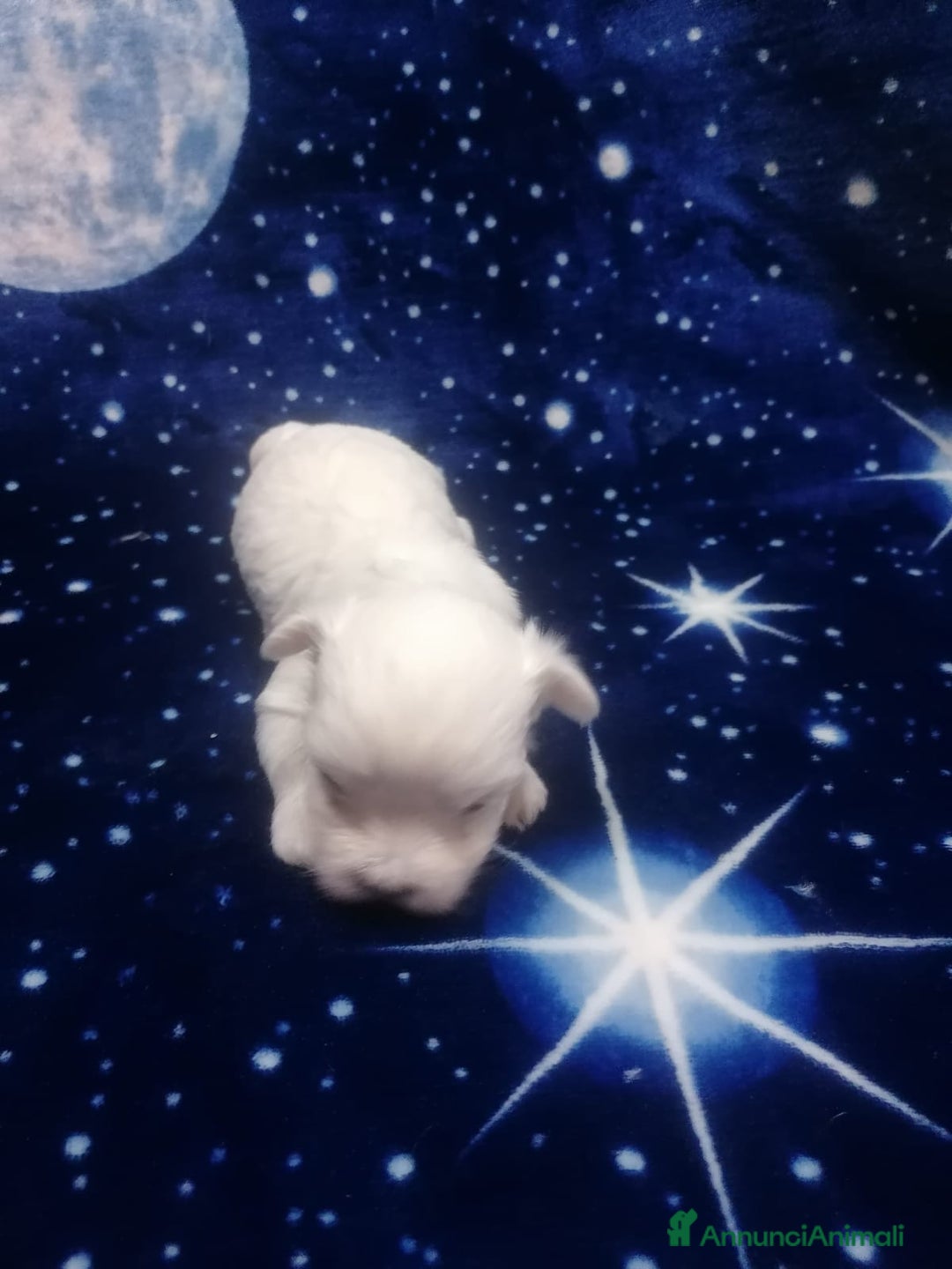 Maltese cani in vendita: Maltese cuccioli - Annuncio 18