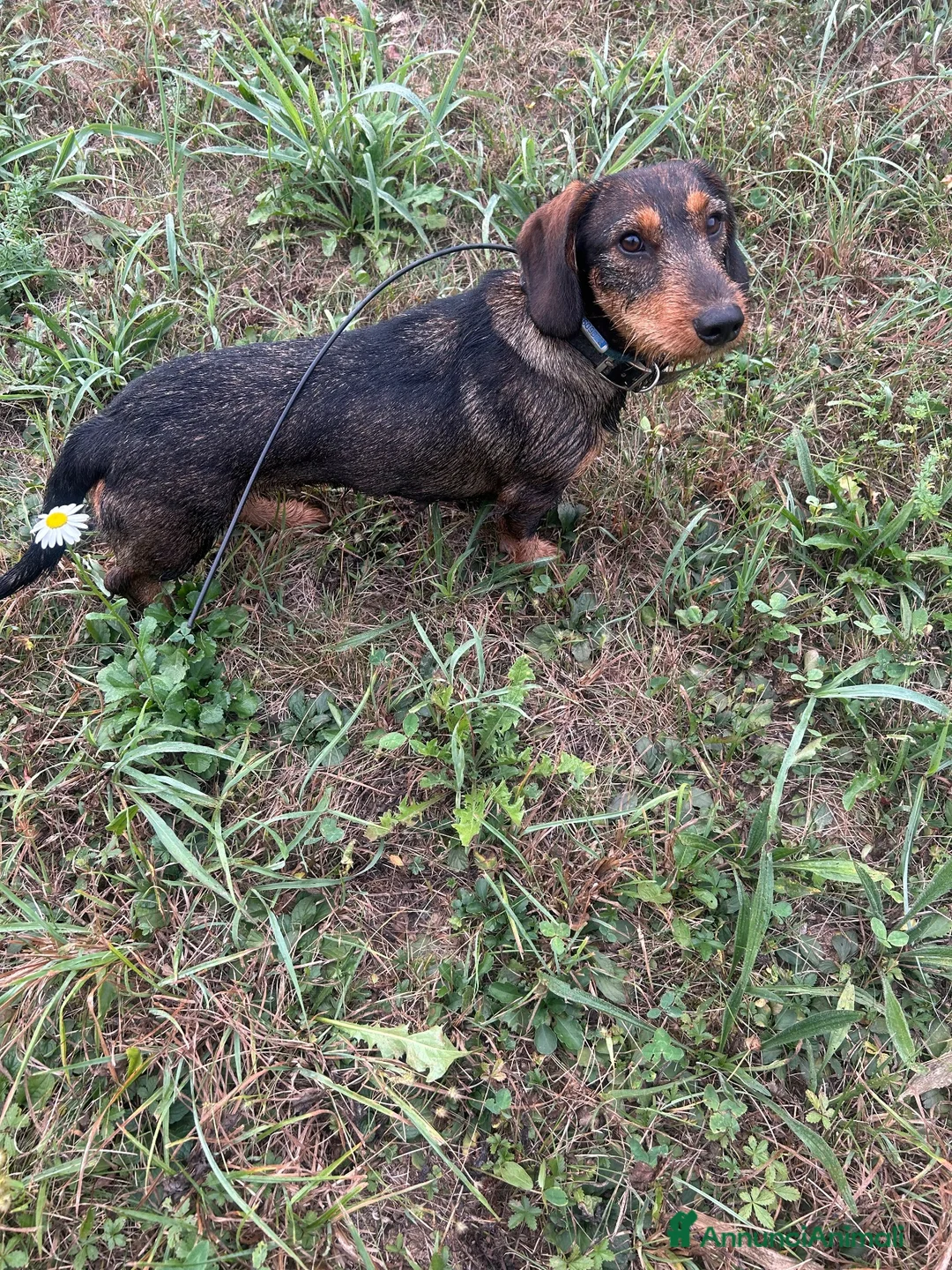 Bassotto cani in vendita: Bassotto tedesco a pelo forte a Provincia di Cuneo - Annuncio 1