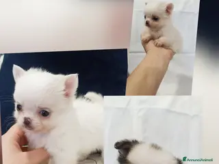 Chihuahua cani Vendo cuccioli di cihuahua - Annuncio 14